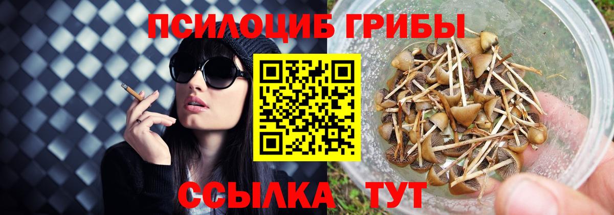 Городец  Галлюциногенные грибы Psilocybe  где купить наркотик  Вход с VPN 